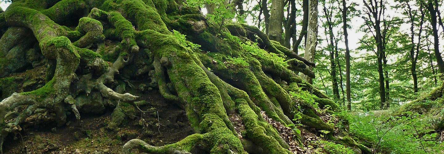 positive psychology and permaculture