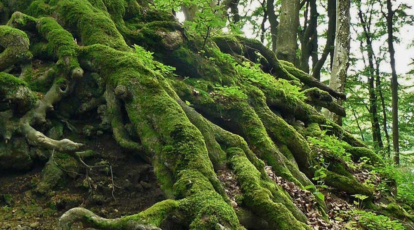 positive psychology and permaculture