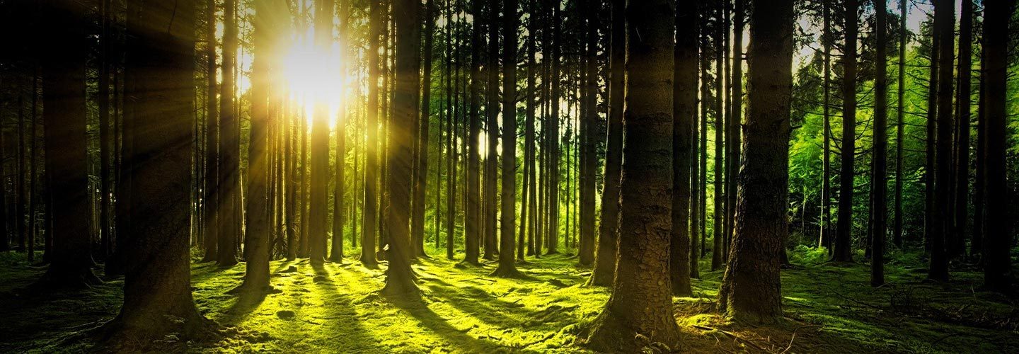 forest