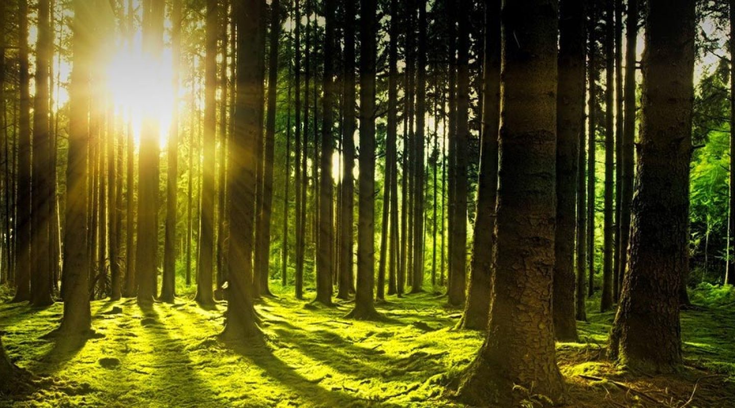 forest