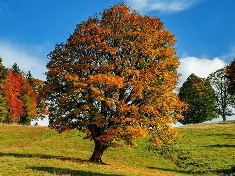 happiness-lies-in-nature