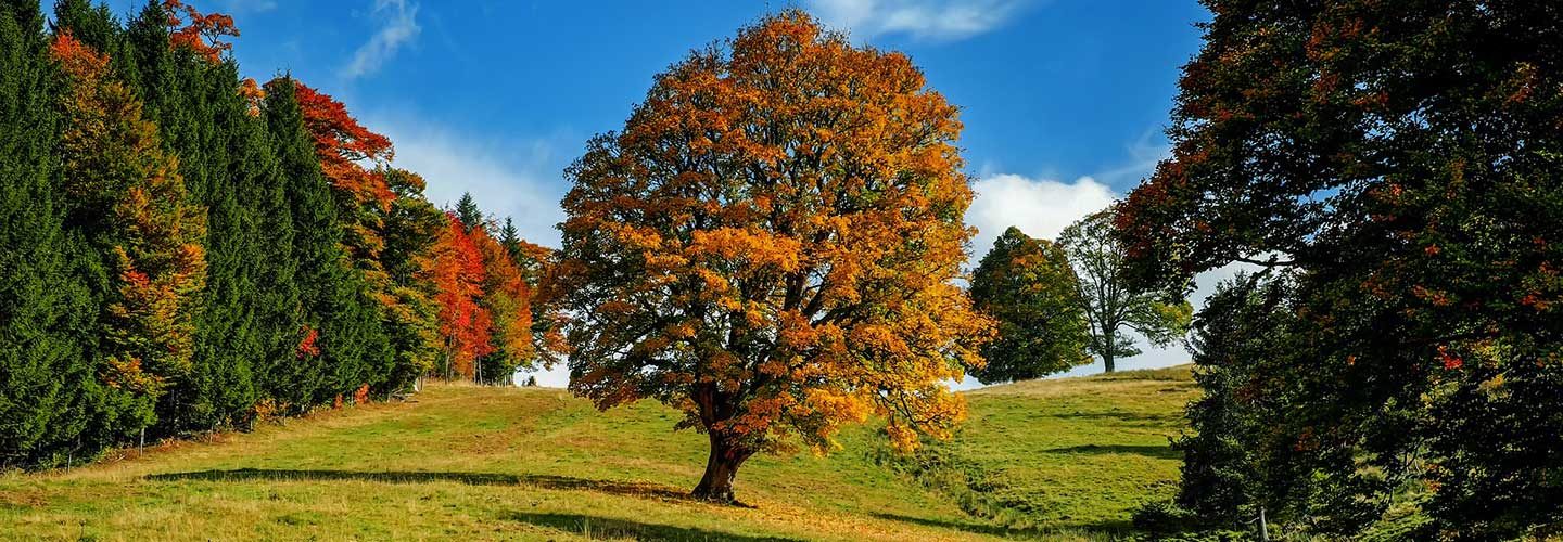 happiness-lies-in-nature