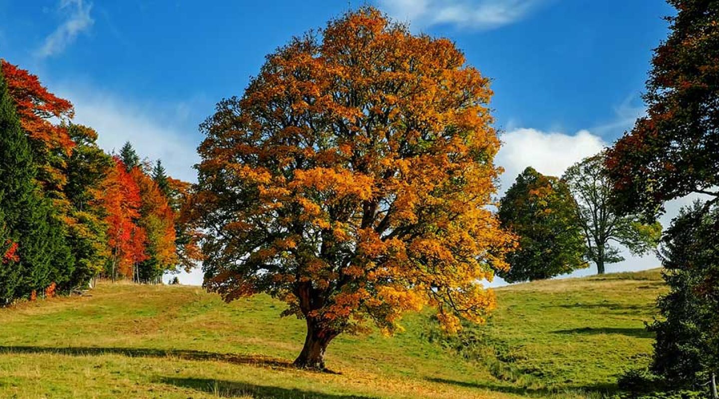 happiness-lies-in-nature